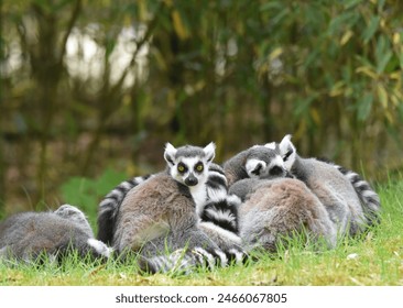 Group of ring-tailed lemur (Lemur catta) huddling together - Powered by Shutterstock