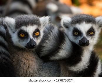 7,715 Striped tail monkey Images, Stock Photos & Vectors | Shutterstock