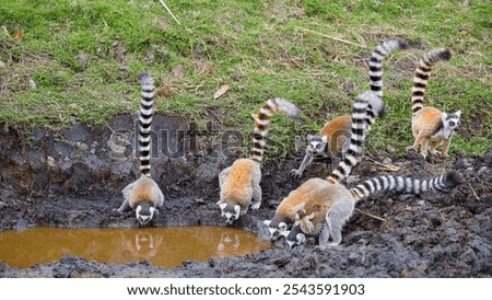 A group of ring-tailed lemurs drinking water from a muddy pond. Some lemurs are carrying their young, showcasing their matriarchal society. Isalo National Park, Madagascar.