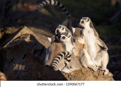 Group Of Ring-tailed Lemurs Or Lemur Catta