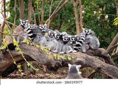Group of ring-tailed lemurs sitting and hugging on the trunk of a tree with another lemur in the foreground that seems to be taking a group photo of them