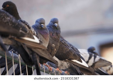 A group of rock pigeons sitting on the metal fence and looking to the camera  - Powered by Shutterstock