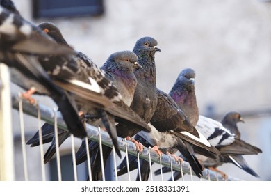 A group of rock pigeons sitting on the metal fence and looking to the camera  - Powered by Shutterstock