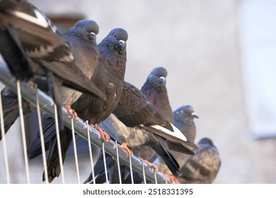 A group of rock pigeons sitting on the metal fence and looking to the camera  - Powered by Shutterstock