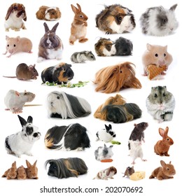group of rodents in front of white background