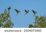 A group of Rose ringed parakeets at flight between tree branches, on a clear sunny day.