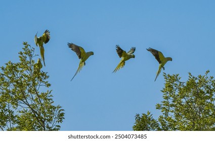 A group of Rose ringed parakeets at flight between tree branches, on a clear sunny day. - Powered by Shutterstock