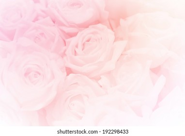 a group of rose, in soft style for background