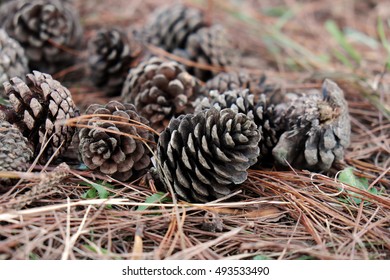 Group Of Rotten Pinecone Fall From Pine Tree In Dalat Forest, Pine Cone Is Symbol Of Christmas Season And Also Is Xmas Ornament, Ground Cover With Pine Needle