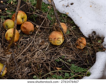 A group of rotten windfall apples lying on dry grass and melting snow in a spring garden.