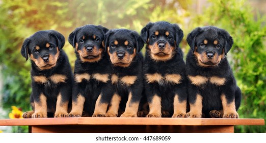 Group Of Rottweiler Puppies Posing Outdoors