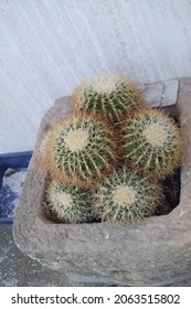 Group Of Round Cacti In A Stone Pot