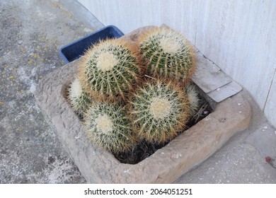 Group Of Round Cacti In A Stone Pot