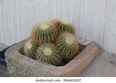 Group Of Round Cacti In A Stone Pot