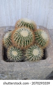 Group Of Round Cacti In A Stone Pot