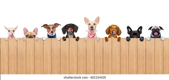 group row of different dogs behind a blank banner placard blackboard, isolated on white background licking hungry with tongue - Powered by Shutterstock