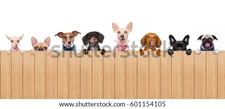 group row of different dogs behind a blank banner placard blackboard, isolated on white background licking hungry with tongue