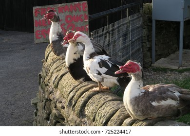 Group /row Of Farmyard Ducks On A Wall, Photograph. Muscovy Ducks Sitting. Small Holding With Sign Advertising Eggs For Sale