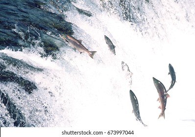 Group Of Salmon Jumping Upstream In River