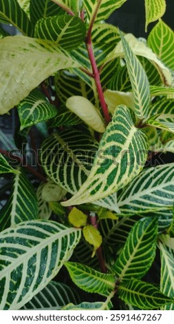 group of Sanchez leaf with some raindrop over it, planted at home in Java, Indonesia