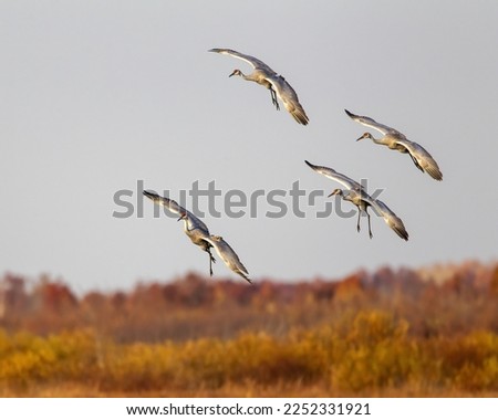 A group of Sandhill Cranes dropping out of the sky to land in a marsh during the autumn staging season.