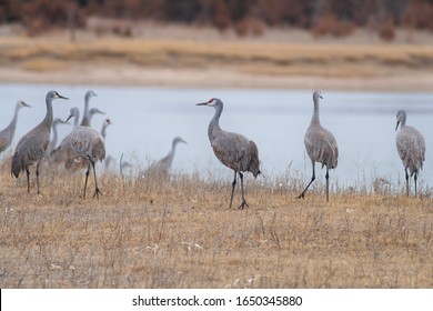 A Group Of Sandhill Cranes Gather Near The Platte River During Spring Migration.