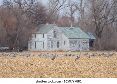 A Group Of Sandhill Cranes Gather Near The Platte River During Spring Migration.