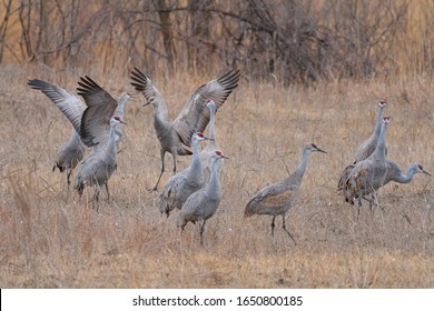 A Group Of Sandhill Cranes Gather Near The Platte River During Spring Migration.