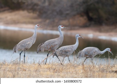 A Group Of Sandhill Cranes Gather Near The Platte River During Spring Migration.