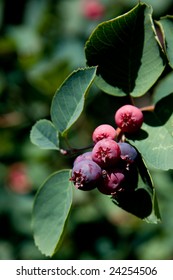 A Group Of Saskatoon Berries.