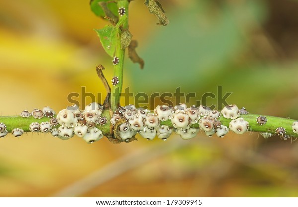 group of scale\
insect on the tropical\
plant