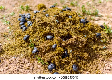 332 Manure balls Images, Stock Photos & Vectors | Shutterstock