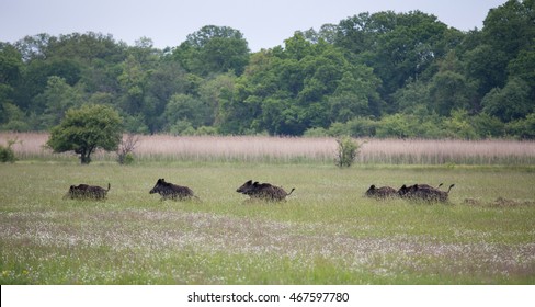 Group Of Scared Wild Boars With Piglets Running Away On Meadow In Front Of Forest. Animals In Natural Habitat