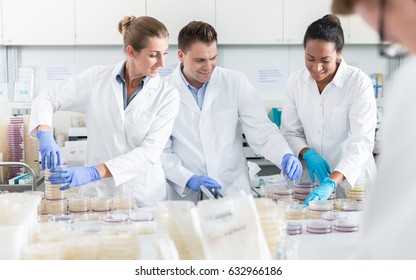 Group Of Scientists In Food Laboratory With Samples In Petri Dishes 