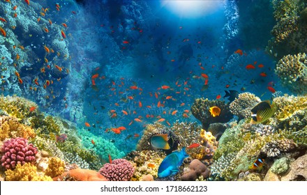 Group of scuba divers exploring coral reef. Underwater sports and tropical vacation.