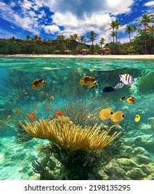 Group of scuba divers exploring coral reef. Underwater sports and tropical vacation. Beautiful sunny tropical beach on the island paradise and underwater world with coral fishes.