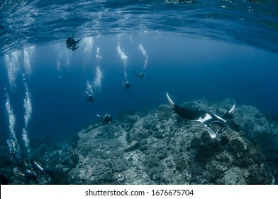 A Group Of Scuba Divers Observing An Oceanic Manta Ray In Raja Ampat, Indonesia