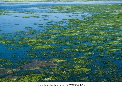 Group Of Sea Lettuce On The Water 