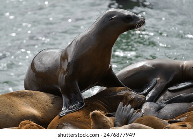 A group of sea lions basking in the sun on San Francisco's Pier 39, lounging on wooden platforms against a backdrop of the bay and cityscape. The lively, playful creatures add a charming touch to the 
