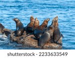 A group of sea lions resting on a rock near Monterey bay, California, on a sunny winter afternoon.