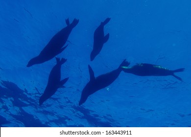 A group of sea lions seals silhouette underwater