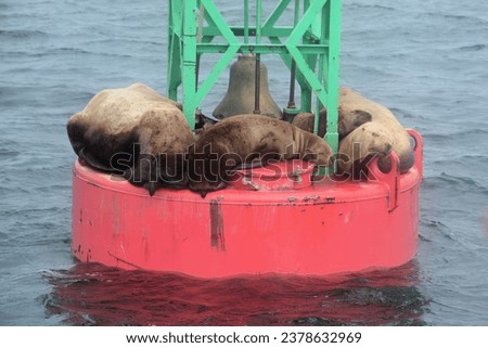A group of sea lions sleep on a navigation buoy in the ocean near Juneau, Alaska, USA