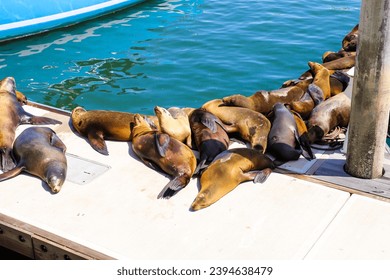 a group of sea lions sleeping on a boat dock in the Marina Del Rey Harbor surrounded by blue water in Marina Del Rey California USA