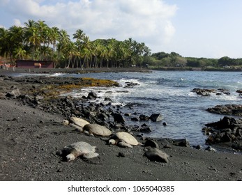 Group of sea turtles on beautiful Hawaiian black sand beach