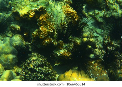The group of Sea Urchin in coral reef.