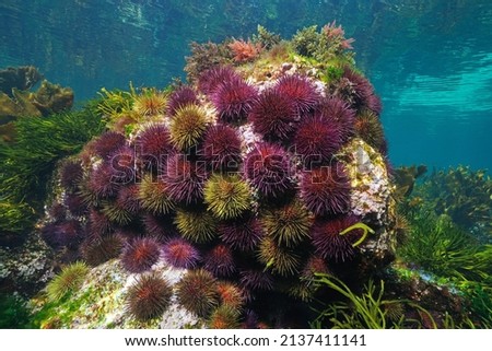Group of sea urchins underwater ( purple sea urchin  Paracentrotus lividus), eastern Atlantic Ocean, Spain, Galicia