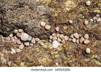 Group Of Sea Winkle Or Periwinkle On Rock At Low Tide. Edible Seashell. Littorina Littorea. Galicia, Spain