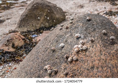 Group Of Sea Winkle Or Periwinkle On Rock At Low Tide. Edible Seashell. Littorina Littorea.