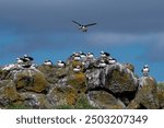 Group Of Seabird Species Atlantic Puffin (Fratercula arctica) On The Isle Of May In The Firth Of Forth Near Anstruther In Scotland