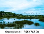 a group of seabirds fly in a flock over the salted water marsh of south carolina